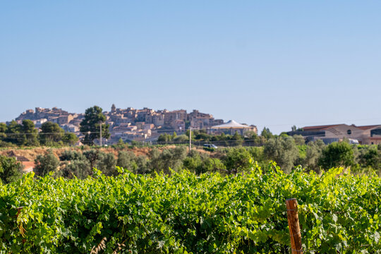 Rural Catalonia in Spain with a vineyard landscape framed by surrounding hills, integrating terroir, agriculture, Terra Alta viticulture and winegrowing for versatile commercial use