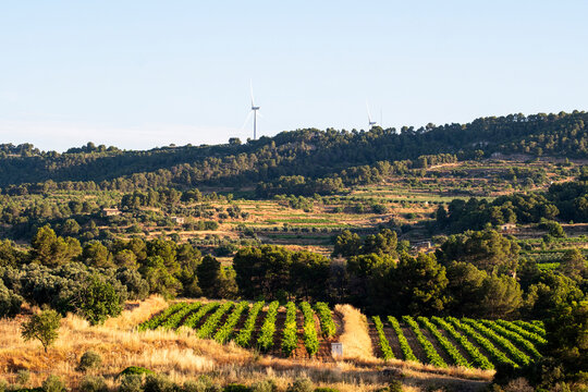 Expansive vineyard landscape highlighting terroir and agriculture across rural Catalonia in Spain, showcasing Terra Alta viticulture and winegrowing for strong commercial storytelling
