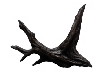 Gnarled dark wood providing organic texture and natural element for aquascape or decorative design on a transparent background