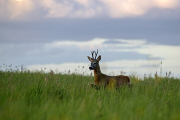 A beautiful roe deer in the green meadow. Male European roe deer (Capreolus capreolus) emerges from the forest into a field on a summer evening.