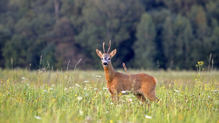 A beautiful roe deer in the green meadow. Male European roe deer (Capreolus capreolus) emerges from...