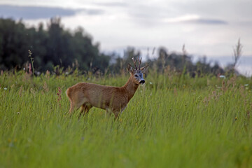 A beautiful roe deer in the green meadow. Male European roe deer (Capreolus capreolus) emerges from the forest into a field on a summer evening.