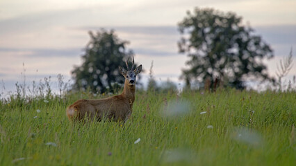 A beautiful roe deer in the green meadow. Male European roe deer (Capreolus capreolus) emerges from the forest into a field on a summer evening.