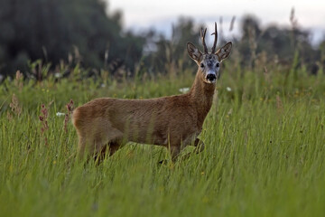 A beautiful roe deer in the green meadow. Male European roe deer (Capreolus capreolus) emerges from the forest into a field on a summer evening.