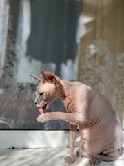 funny sphinx cat