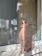funny sphinx cat