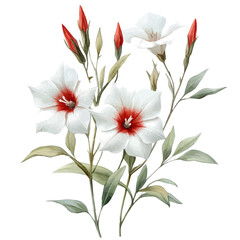 Nicotiana Alata Flower, watercolor clipart vector, isolated on a white background.