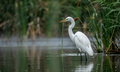 Great Egret Standing in Calm Marsh Waters