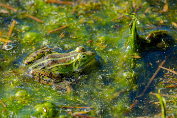 Tief versunken im Labyrinth aus feuchten Halmen und dunklem Schlamm thront der Frosch – ein winziger, glänzender Smaragd inmitten des Braun und Gold.