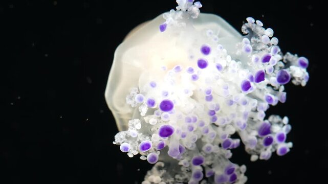 Pelagia noctiluca the mauve stinger jellyfish glows with delicate colors and drifting motion creating a captivating marine scene filled with gentle light and ocean beauty