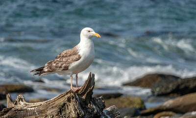 Obraz premium Seagull Perched on Coastal Rock by Crashing Waves