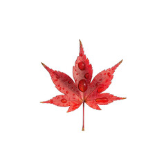 Close up macro shot of a vibrant red maple leaf covered in glistening water droplets isolated on a black background with soft studio lighting
