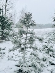 trees after snowfall