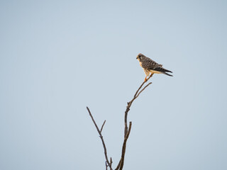goshawk perched on a bare tree