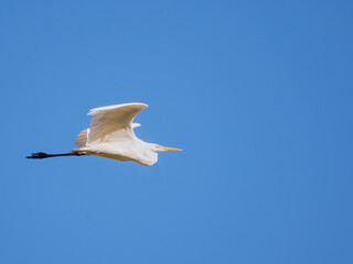 A great white egret in flight. Common egret on air. White heron on the fly. heron isolated on blue sky. Ardea alba