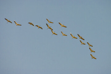 Obraz premium Migration of cranes high in the sky
