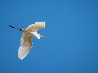 A great white egret in flight. Common egret on air. White heron on the fly. heron isolated on blue sky. Ardea alba