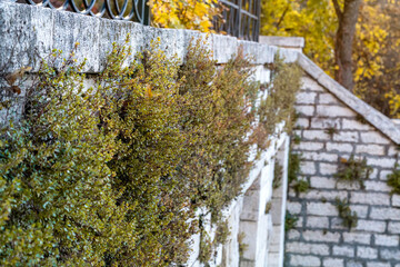 A stone wall covered with ivy and other plants. The wall is made of stone and has a rough texture. Autumn.