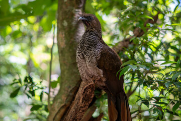 Scaled Chachalaca (Ortalis squamata), a Dark-Brown Cracid Bird Native to Brazil