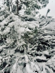 trees after snowfall