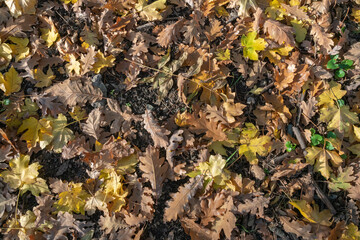 Scattered autumn leaves on the ground. Autumn mood.