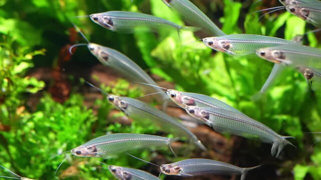 Kryptopterus vitreolus the glass catfish glides through clear water with its transparent body and delicate shimmering form creating a calm and captivating freshwater scene