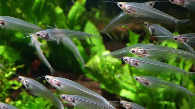 Kryptopterus vitreolus the glass catfish glides through clear water with its transparent body and delicate shimmering form creating a calm and captivating freshwater scene