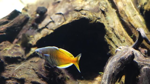 Melanotaenia boesemani the Boesemans rainbowfish shows vibrant blue and orange colors as it swims through clear freshwater creating a bright lively and captivating aquatic scene