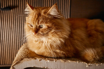 Orange cat relaxing on a scratcher in a cozy indoor setting during the late afternoon