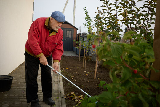 Senior man tending to his garden while wearing a red jacket and blue cap during a calm autumn afternoon