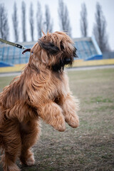 Dog jumping excitedly at a park during a cloudy day near empty stadium seating