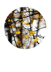 Many yellow ginkgo leaves on black branches, minimalist aesthetic, beauty of nature, light and shadow.