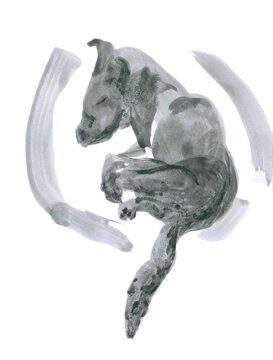 Animalistic portrait. Abstract art in gray tones. Mystic symbolism. Hand drawn ink illustration. Slow life vibe. Cute sleeping dog curled up. Pet in life. Creative tattoo with homy. Isolated image.