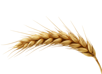 Golden Wheat Ear Isolated on White Background