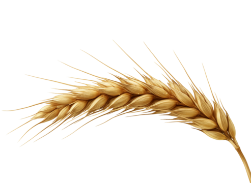 Golden Wheat Ear Isolated on White Background