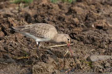 A beautiful image of a Black-tailed Godwit (Limosa limosa), Mangalajodi, khordha, Odisha, India