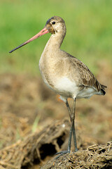 A beautiful portrait of a Black-tailed Godwit (Limosa limosa), Mangalajodi, khordha, Odisha, India