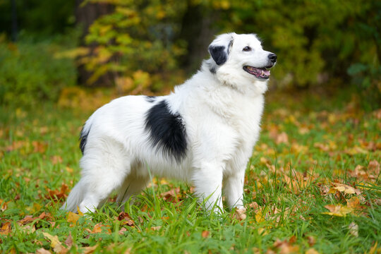 Big White Dog Young Australian Shepherd Dog in autumn
