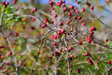 Scarlet hips scattered across thorny branches with shallow focus bokeh, vivid red contrasting muted greens, rustic textured composition ideal for seasonal backgrounds and design
