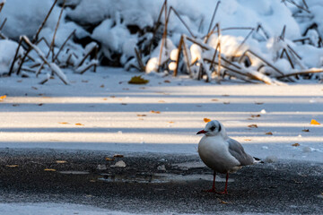 Seagull on Frozen Ground in Winter Snow Landscape