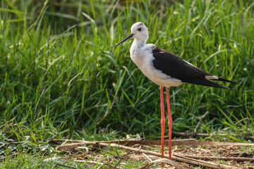 A beautiful adult  Black-winged stilt (Himantopus himantopus) on a grassland in a green blurred background, Mangalajodi, Odisha, India