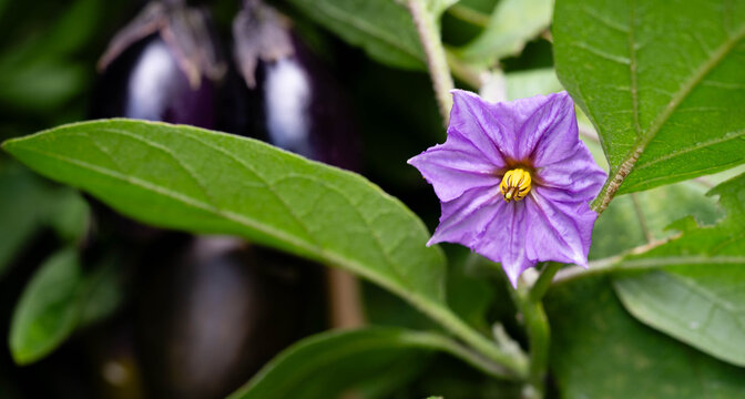 Auberginen Solanum melongena aus dem eigenen Garten
