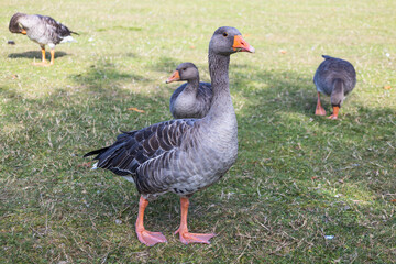 Greylag goose with gosling riding on back in grassy park