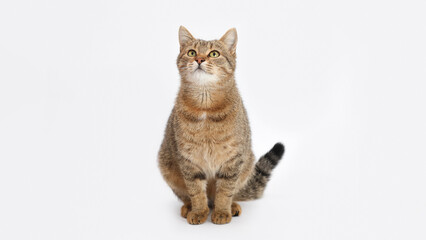 Obraz premium Tabby cat looking up on a clean white background, close-up animal portrait with attentive expression, ideal for pet-themed designs and advertising.