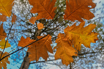 Orange leaves of oak tree in Autumn season against a blue sky in a forest at daytime