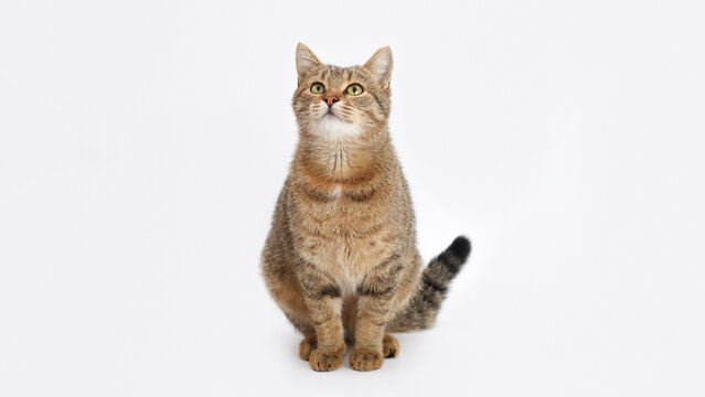 Tabby cat looking up on a clean white background, close-up animal portrait with attentive expression, ideal for pet-themed designs and advertising.