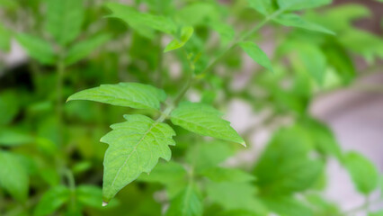leaves of young tomatoes on the windowsill