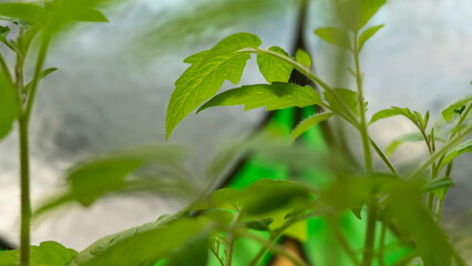 leaves of young tomatoes on the windowsill