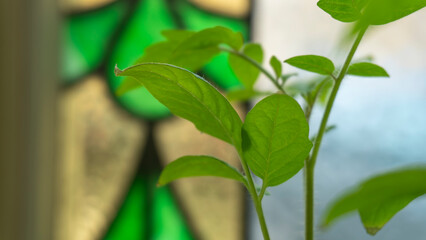 leaves of young tomatoes on the windowsill