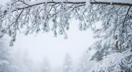 Snow Covered Tree Branches in a Winter Wonderland Landscape.